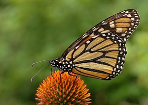 A Monarch Butterfly (Danaus plexippus) on a Pu...