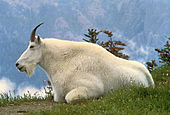 Photographie d'une chèvre allongée en montagne.