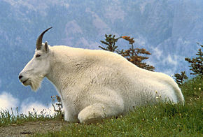 http://upload.wikimedia.org/wikipedia/commons/thumb/b/b5/Mountain_Goat_USFWS.jpg/290px-Mountain_Goat_USFWS.jpg