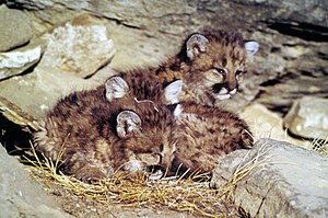 Young mountain lion kittens