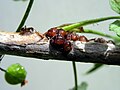 Napfschildläuse (Coccidae) auf Johannisbeere, Scale insects on red currant 2011-05-08 IMG 1277 CUT EDIT 2000x1500.jpg