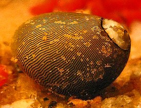 Neritina reclivata