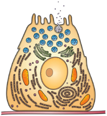 Organelles of the Secretory Pathway.png