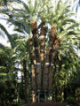 نخلة متعددة الجذوع مسماة بالنخلة الإمبراطوريّة تكريمًا للإمبراطورة إليصابت النمساويّة، في (Huerto del Cura وهي حديقة نباتيّة) بإلش، أسبانية