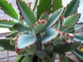 Pandaplant (Kalanchoe tomentosa)