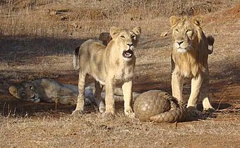 پانگولین هندی (Manis crassicaudata) در حال دفاع از خود در برابر شیر آسیایی ( Panthera leo persica ).