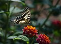 (3) Papilio machaon, Sicily