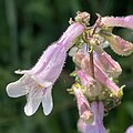 Flowers of Penstemon laevigatus