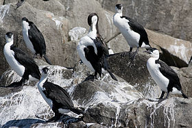 Group of seven Black-faced Cormorants roosting on guano-splattered rocks