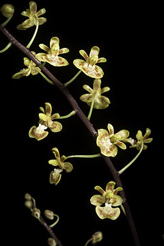 Description de l'image Phalaenopsis chibae T.Yukawa, Ann. Tsukuba Bot. Gard. 15 19 (1996). - DSC2300.jpg.