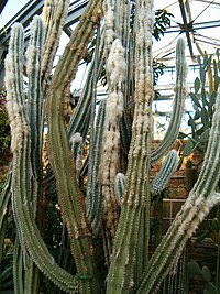 Pilosocereus