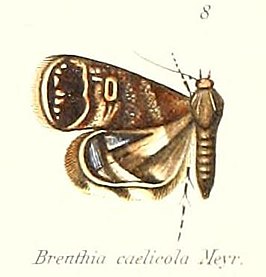 Brenthia caelicola