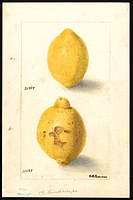 Image of lemons (scientific name: Citrus limon). (1904)