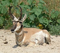 Gabelbock