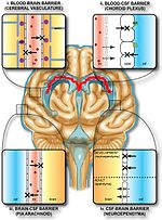 Miniatura per Barrera hematoencefàlica