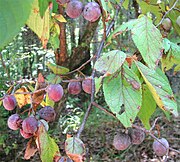 墨西哥李（英语：Prunus mexicana） Mexican plum