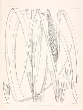 Spartina arundinacea