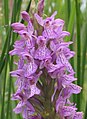 Rietorchis (Dactylorhiza majalis subsp. praetermissa)