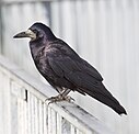 Saatkrähe (Corvus frugilegus frugilegus)