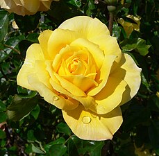 Rose (yellow roses)