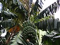 Saba bananas