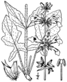 Botanická ilustrace