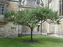 Sapling of newton apple tree (cropped).jpg