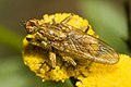 Gelbe Dungfliege (Scatophaga stercoraria)