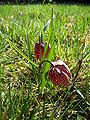 Mocsári kockásliliom, népi nevén kotuliliom (Fritillaria meleagris)