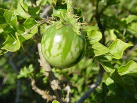 Solanum sodomeum