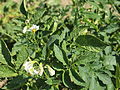 Solanum tuberosum Ennstaler Alpe (03) .jpg