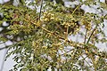 Çieçeklenmiş Sonjna (Moringa oleifera) dalları Kalküta, Batı Bengal, Hindistan.