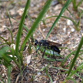 Оса Sphex argentatus