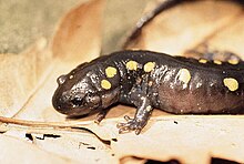 Black Spotted Salamander