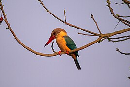 Stork-billed kingfishe