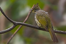 Бюльбюль строкатий (Alcurus striatus)