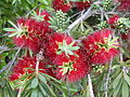 Gattung Callistemon in Südafrika (November 2008)