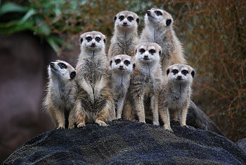 A group of Meerkats at Auckland Zoo, New Zealand.