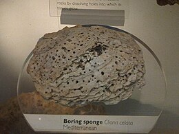 Cliona celata a londoni Természettudományi Múzeumban