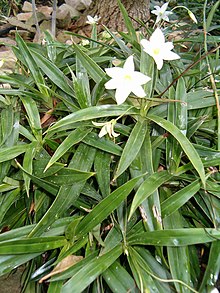 Talbotia elegans InflorescenceLeaves BotGard0906.JPG