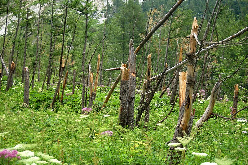 File:Trees cut by avalanche.jpg