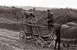 Vinskörd 1958 i Slovenske Gorice.