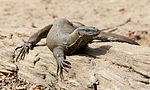 Miniatura para Varanus bengalensis