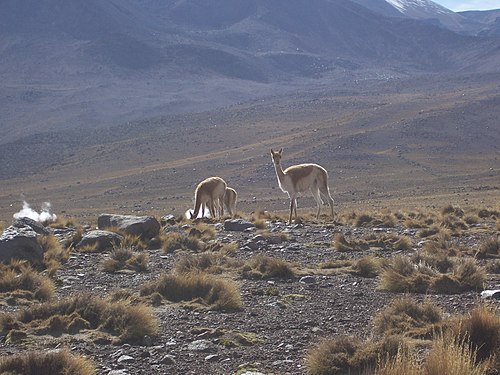 Two large animals between sparse bushes