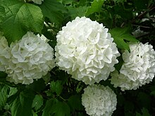 Photographie d’une grosse fleur blanche