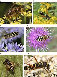 Images A and B show real wasps; the others show Batesian mimics: three hoverflies and one beetle. Wasp mimicry.jpg