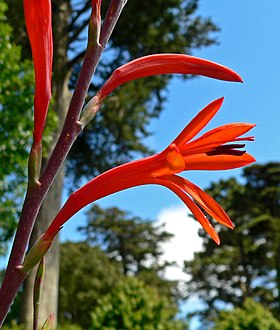 Watsonia fulgens.