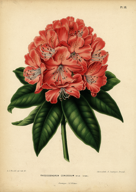 Pl. 18: Rhododendron consessum Byls (hybr)