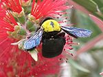 Xylocopa pubescens, hona på art ur lampborstsläktet.