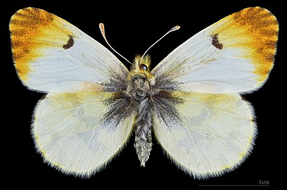 Anthocharis belia belia ♀